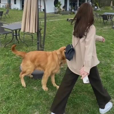 巨齿鲨